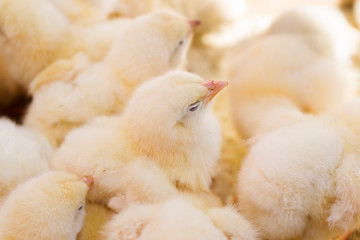 Baby yellow chickens on market, Morocco 