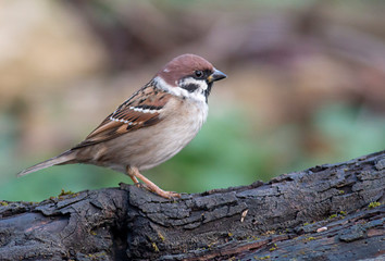 Tree sparrow perch on branch on dark background