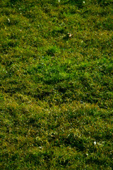 Herbal texture in a park