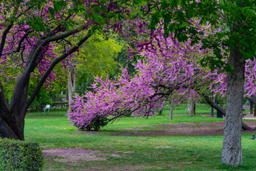 Nature blooming in Retiro Park