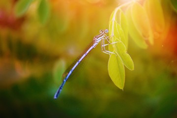 dragonfly on leaf