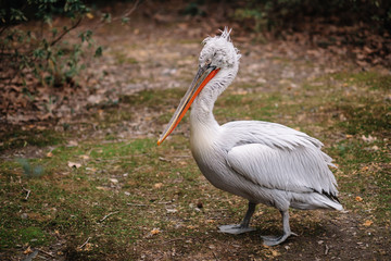 Dalmatian pelican in full growth stands on the ground. Living at the zoo.