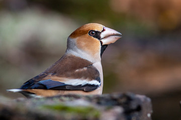 Fototapeta premium Hawfinch bird drink water
