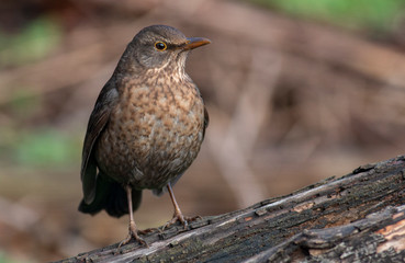 Blackbird sitting on the ground
