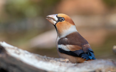 Hawfinch bird drink water