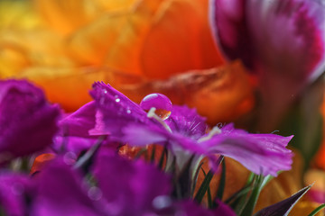 closeup of a Carnation flower