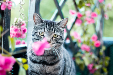 black tabby cat surrounded by flowers lurking to attack