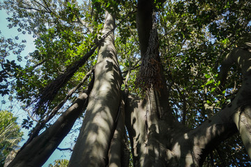 Fototapeta premium tropical trees with roots in the form of vines, travel