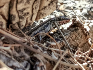 lizard is looking out of the rocks