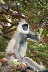 Obraz premium The female grey Langur sits on a tree carefully observing the situation.