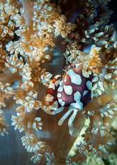 Macro photography of Harlequin Crab (Lissocarcinus Laevis) on the branch of soft coral.
