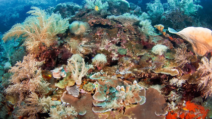 Fototapeta na wymiar Colorful variety of soft and hard corals in one block. Underwater photography
