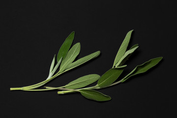Sage on a black background. minimalistic, modern, with copy space