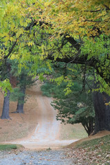 beautiful fall scene of dirt path going under trees with fall colored leaves