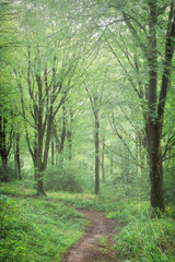 idlest woods in cornwall england uk near truro 
