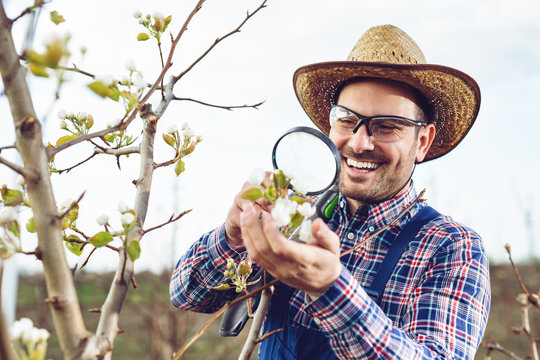 Young farmer in his orchard, He is checking the flower on fruit trees.