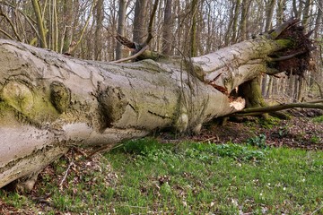 Fototapeta na wymiar Large beech tree fallen victim to the storm.The trunk was rotten