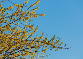 Forsythienblüte zum Frühlingsanfang vor blauem Himmel