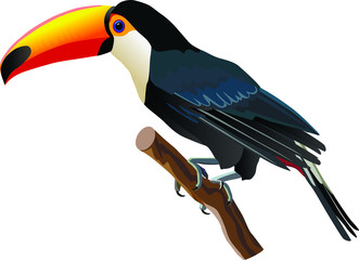 Toucan, tropical exotic birds, bird of paradise