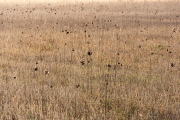Obraz na płótnie Canvas Dried sunflowers on a field, blurred background