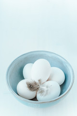 white chicken eggs on a blue plate with a single spotted feather