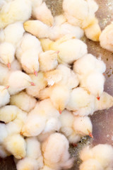 Baby yellow chickens on market, Morocco 