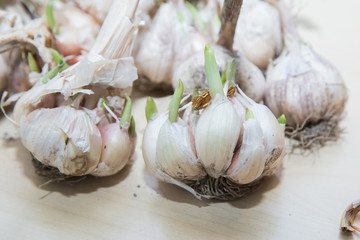 Garlic with skin and peeling on a white background . long stalks of garlic . Garlic isolated on white background .