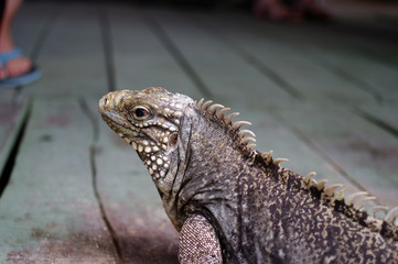 Portrait d'un iguane