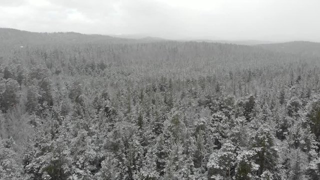 top down aerial view of snow covered forest