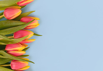 Pink tulip spring flowers with yellow tips on left side of light blue colored background with blank copy space