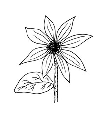 Hand-drawn vector illustration with black outline. Sunflower flower, petals, stalk. Nature, plants, agriculture.