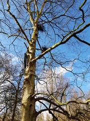 Birds nests in winter tree in blue sky