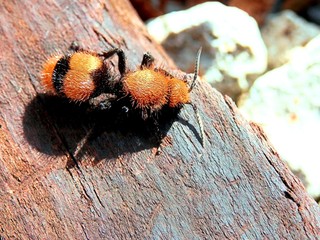 Cow Killer - First one I had seen