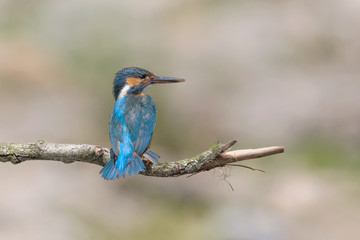 Portrait of Kingfisher female on branch (Alcedo atthis)