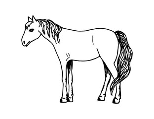 Hand-drawn ink vector drawing in black outline. Calm standing horse in full growth side view on a white background. Pets, farm, ranch. Nature, animals.