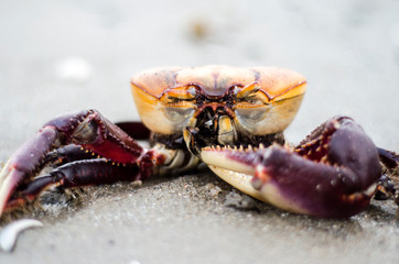 crab loko