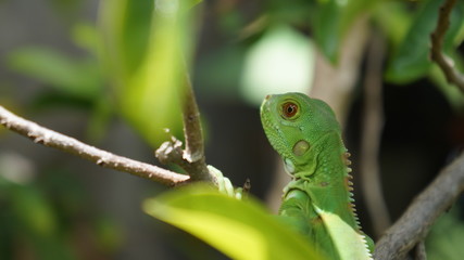 iguana pequeña retrato