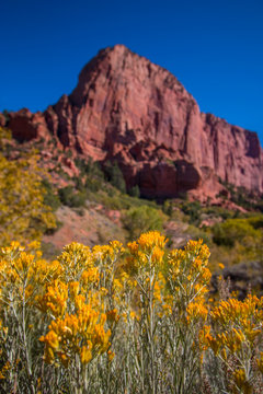 Autumn flowers in Kolob Canyon in Zion, Utah
