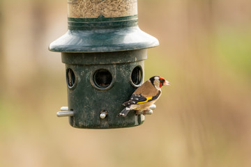 Gold Finch on a bird seed feeder at the RSPB, Burton Mere Wetlands