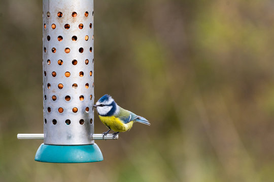 A Blue Tit eating peanuts from a bird feeder at the RSPB, Burton Mere Wetlands