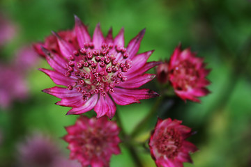 Astrantia Minor Schweden Präriestauden