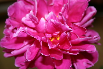 Blume Pfingstrose Pink