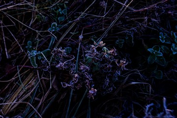 hoarfrost on the grass