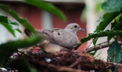 mamãe pomba