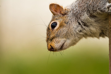 Grey Squirrel head in profile