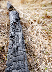 Log on the ground that has been burnt by a forest fire