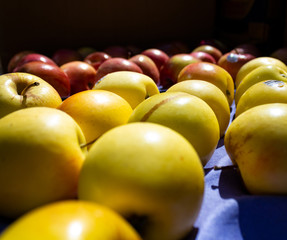 Colorful Apples