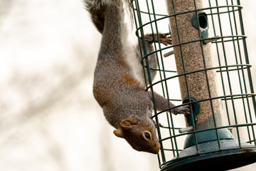 Grey Squirrel on a squirrel proof bird feeder © Peter Rudolf