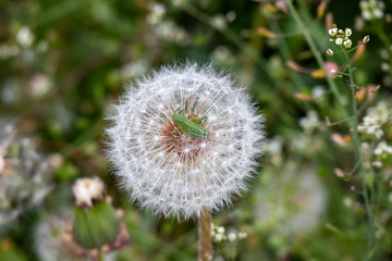 grasshopper on dandelion on background of green grass