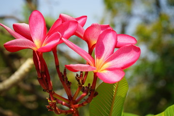 plumeria flower or frangipani flower in the garden on a blurred background copy space